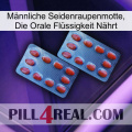 Männliche Seidenraupenmotte, Die Orale Flüssigkeit Nährt 05